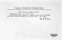 Uromyces minor image